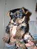 My First Yorkie-2f.jpg