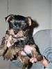 My First Yorkie-30.jpg
