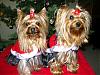 Intoducing myself, Sampson & Daisy-sampson-daisy-xmas06-sm.jpg