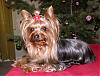 Intoducing myself, Sampson & Daisy-sampson-xmas06-sm.jpg