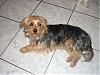 where does time go my baby's are 1 year old(morkies)-picture-140.jpg