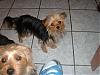 where does time go my baby's are 1 year old(morkies)-picture-145.jpg