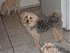 where does time go my baby's are 1 year old(morkies)-picture-149.jpg