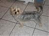 where does time go my baby's are 1 year old(morkies)-picture-151.jpg