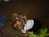 smiling yorkies-picture-051-600-x-450-.jpg