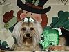Happy St. Patrick's Day!-album-3-617-480-x-360-.jpg