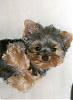 smiling yorkies-r-tj-8-674-x-922-.jpg