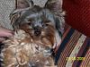 smiling yorkies-tj8-1152-x-864-.jpg