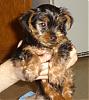 CHIP - my 8 week old puppy-dsc00924.jpg