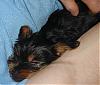 CHIP - my 8 week old puppy-dsc00941.jpg