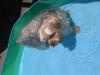 Sammi's First time in the pool-pool-.jpg