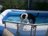 Sammi's First time in the pool-storm-pool.jpg