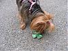 Happy 2nd Bday Trixie - My St. Patty's Baby-img_2539small.jpg