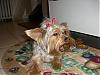 Get that bow off my head PLEASE-pep-bow5-02.jpg