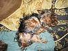 Funny Yorkie Pictures!-sleepykibi.jpg