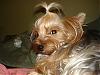 Funny Yorkie Pictures!-lexie-lou-002-600-x-450-.jpg