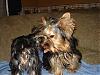 Funny Yorkie Pictures!-picture-067-600-x-450-.jpg