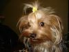 Funny Yorkie Pictures!-max-067-600-x-450-.jpg