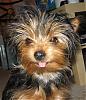 Funny Yorkie Pictures!-y1.jpg