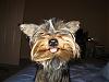 Funny Yorkie Pictures!-kibis009.jpg