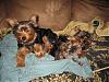 Funny Yorkie Pictures!-images010.jpg