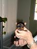 Moxie is 3 weeks!-3-weeks3-240-x-320-.jpg