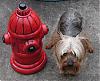 Funny Yorkie Pictures!-prince-fire-hydrant.jpg