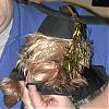 Funny Yorkie Pictures!-angel-graduation2.jpg