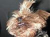 Funny Yorkie Pictures!-angel-tiara.jpg