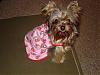 Zoey Modeling her Sissyangelwear!-cherry-nightie.jpg