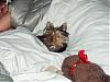 Funny Yorkie Pictures!-bad-hair-bed-bella-450-x-338-.jpg