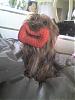 Funny Yorkie Pictures!-louie-funny-pic-450-x-600-.jpg