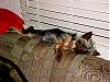 Funny Yorkie Pictures!-snoozin.jpg
