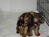 Funny Yorkie Pictures!-yt1.jpg