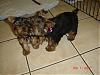 Funny Yorkie Pictures!-yt2.jpg