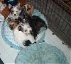 How many yorkies can fit in one bed???-im002379r.jpg