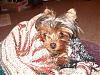 Funny Yorkie Pictures!-cuddlebug1.jpg