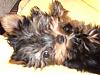 Funny Yorkie Pictures!-wazzup.jpg