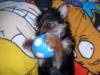 Gracie Pics!-playing.jpg