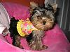 Tatum is ready for Spring! Thank you Missy-9-768-x-576-.jpg