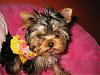Tatum is ready for Spring! Thank you Missy-10-768-x-576-.jpg