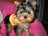 Tatum is ready for Spring! Thank you Missy-15-768-x-576-.jpg