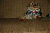 Funny Yorkie Pictures!-pebs2.jpg