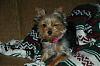 Funny Yorkie Pictures!-pebs3.jpg