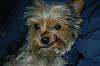 Funny Yorkie Pictures!-pebs1.jpg