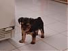 Tootsie growing up...-dsc05057-vi.jpg