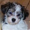 plz help all yt members-yorkie-bichon-mix-image-1..jpg