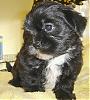 plz help all yt members-yorkie-shih-tzu-mix-image-1..jpg