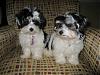 Yorktese (Morkie) brother and sister-img_2623-200kb.jpg
