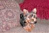 New Pictures of Chase @ 14 Weeks Part 1-pdr_0756.jpg